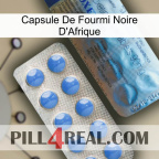 Africa Black Ant Capsule 40